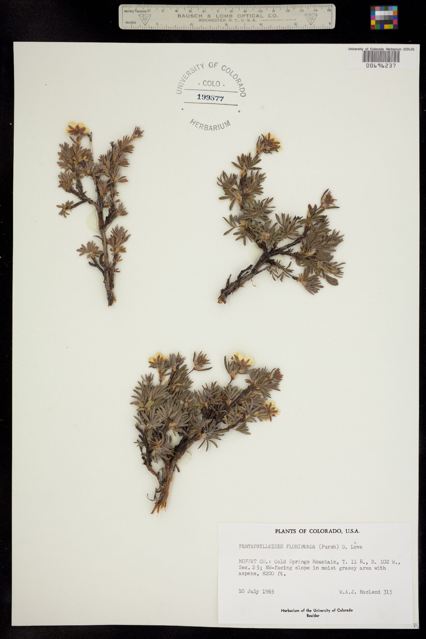 Dasiphora fruticosa image