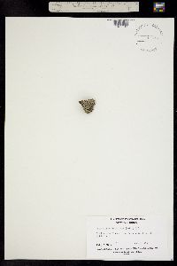 Image of Petrophyton caespitosum
