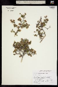Image of Physocarpus alternans