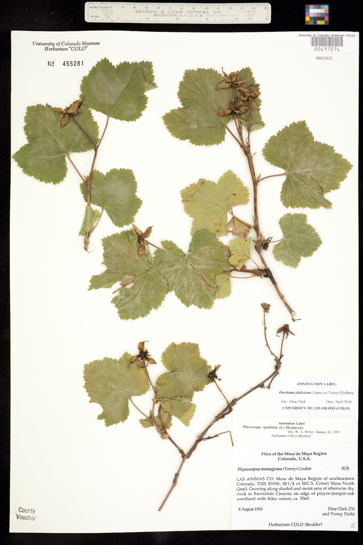 Rubus deliciosus image