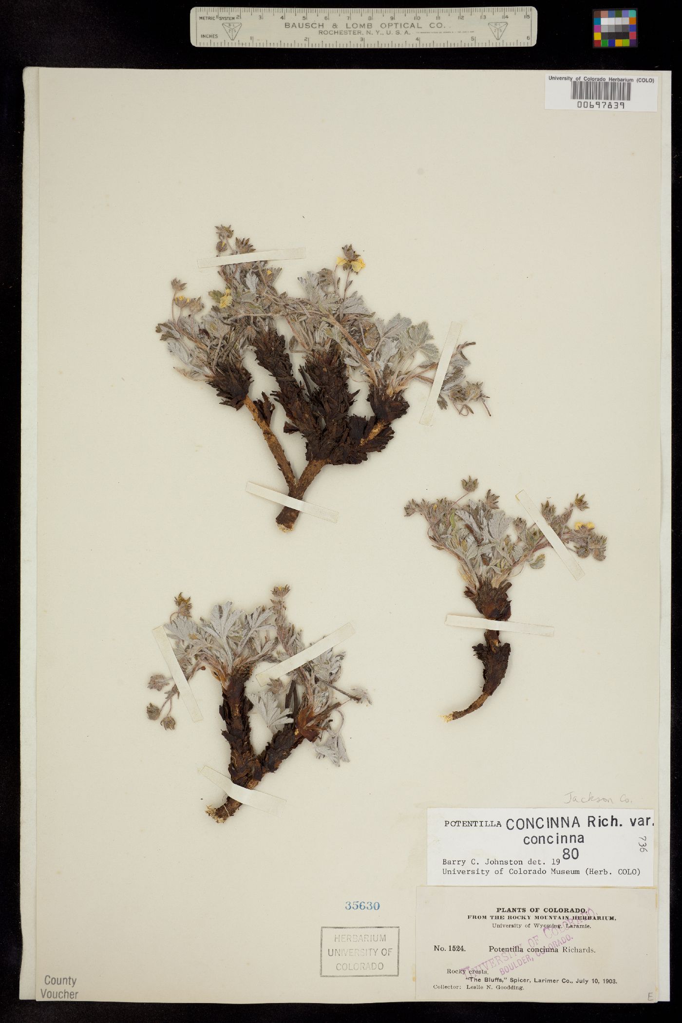 Potentilla concinna image