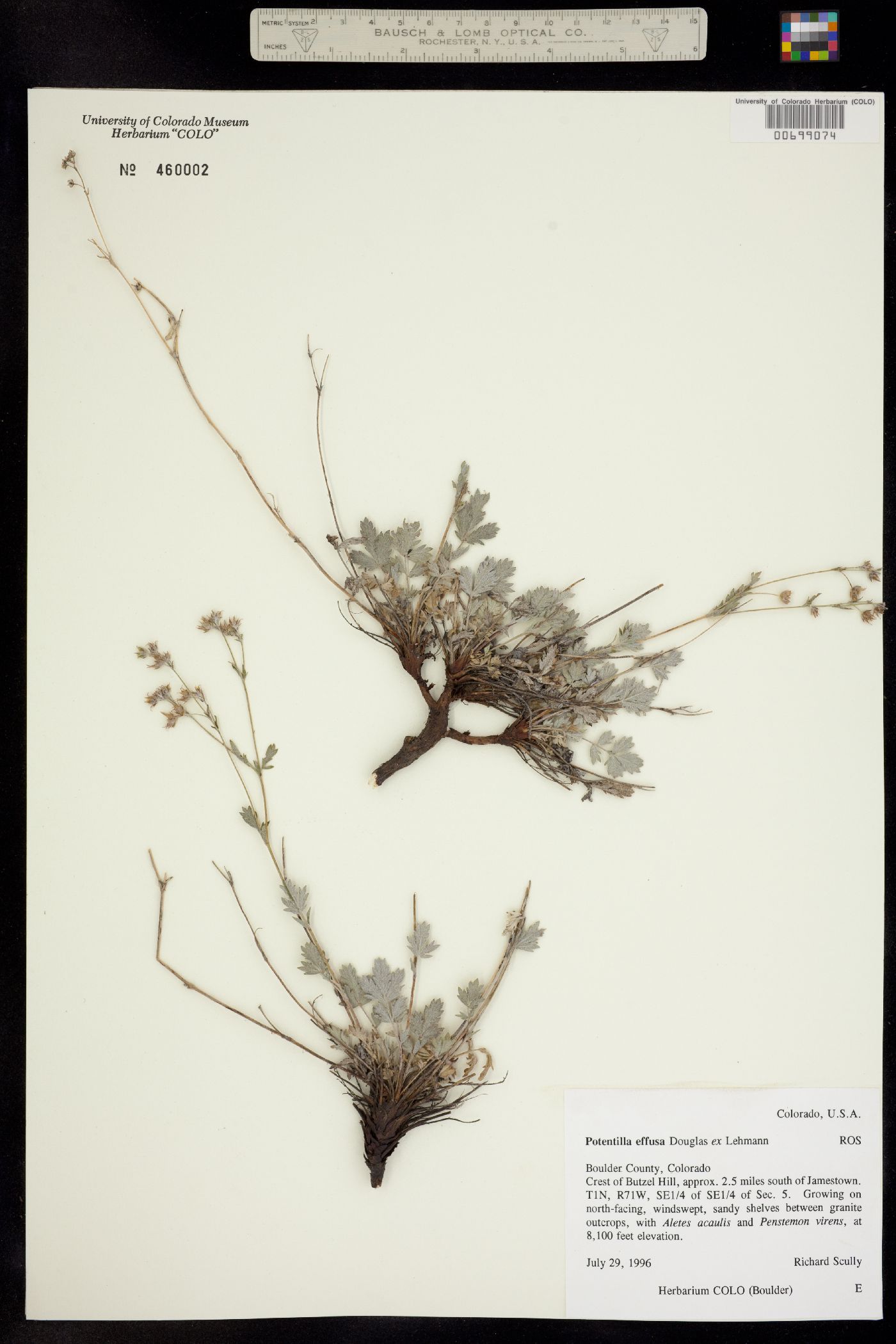 Potentilla effusa image