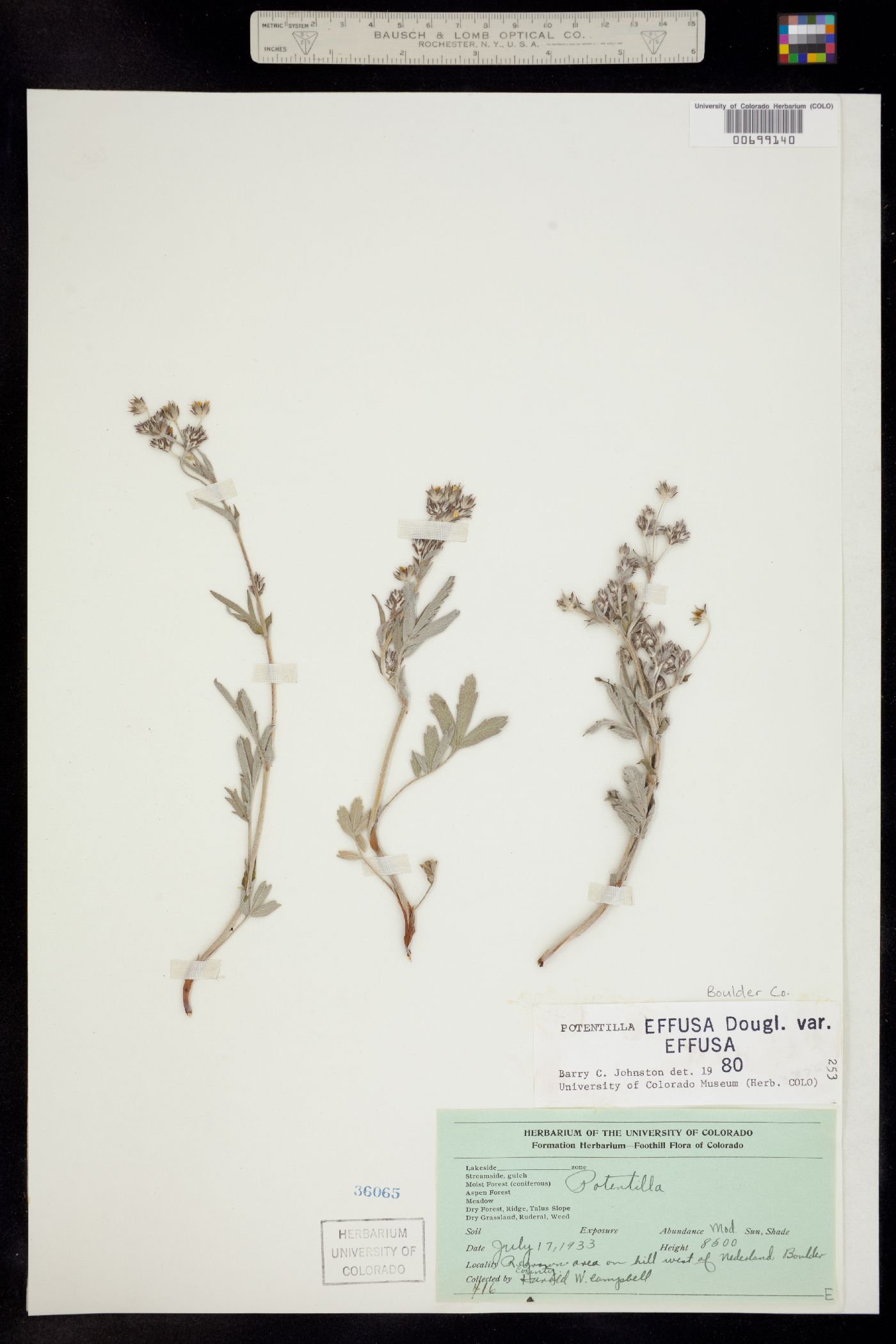 Potentilla effusa image