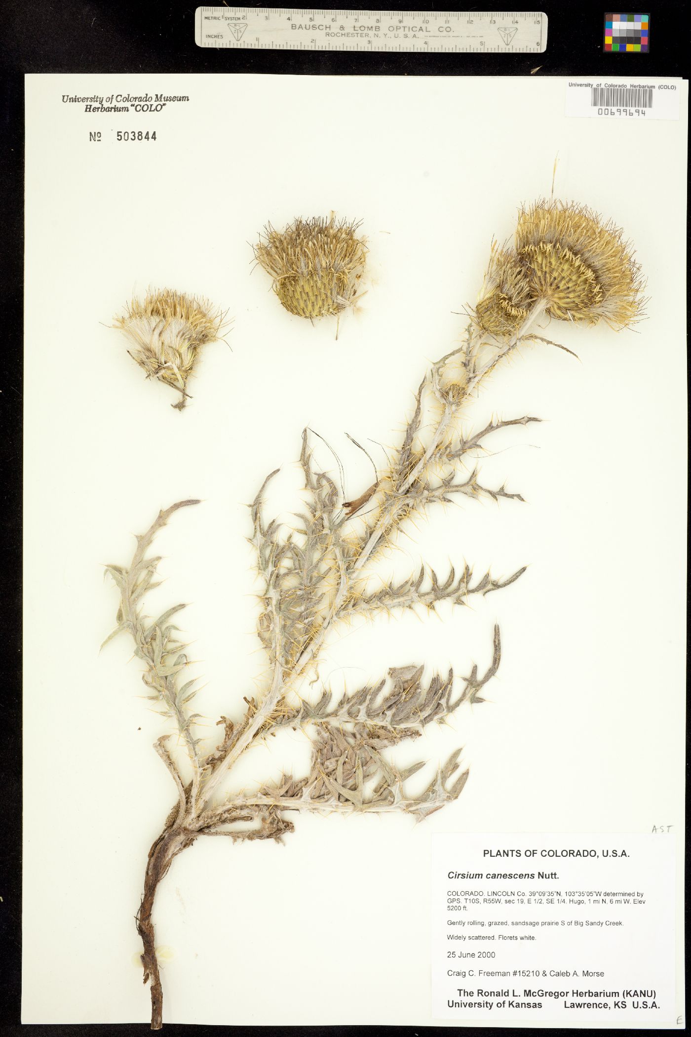 Cirsium canescens image