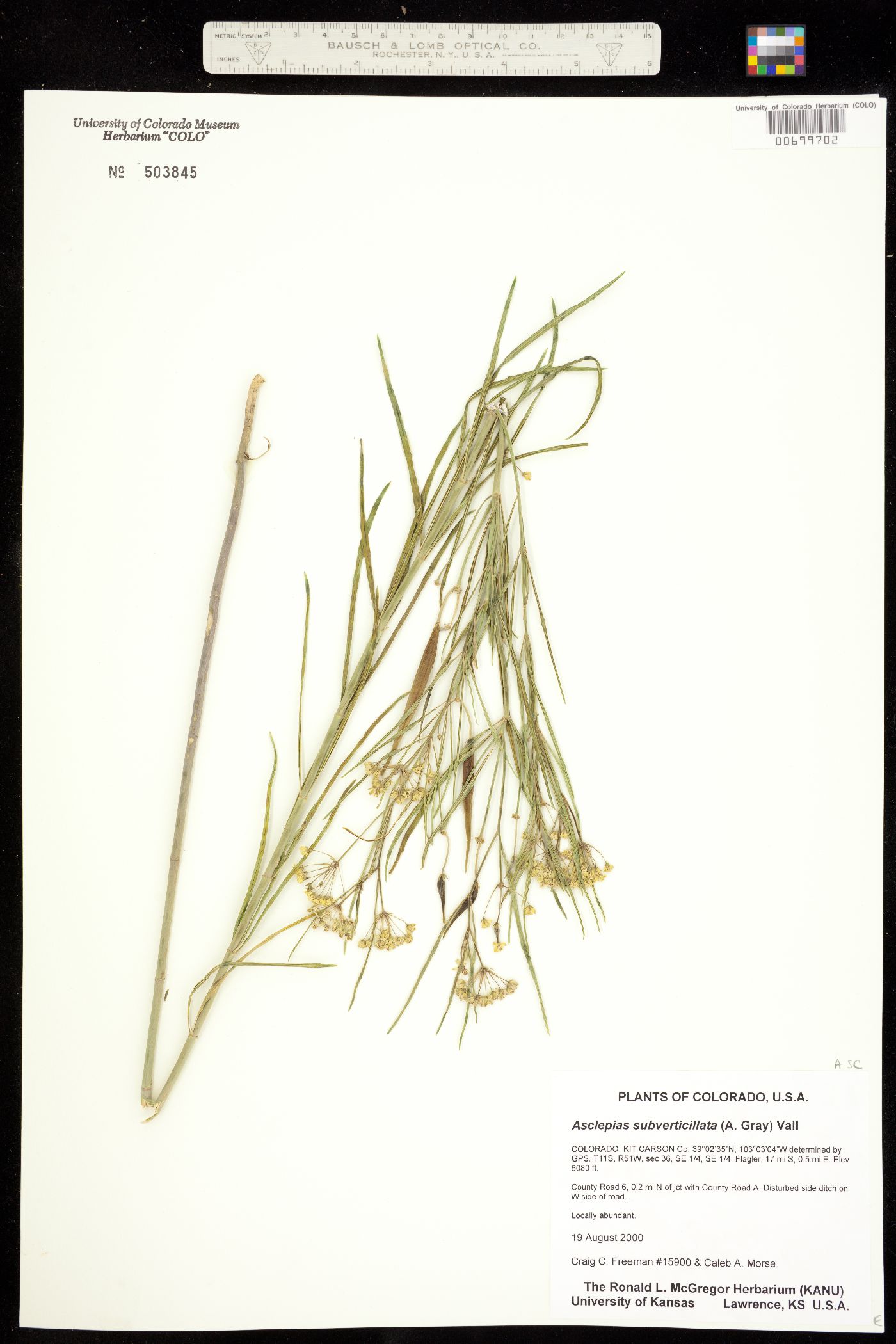 Asclepiadaceae image