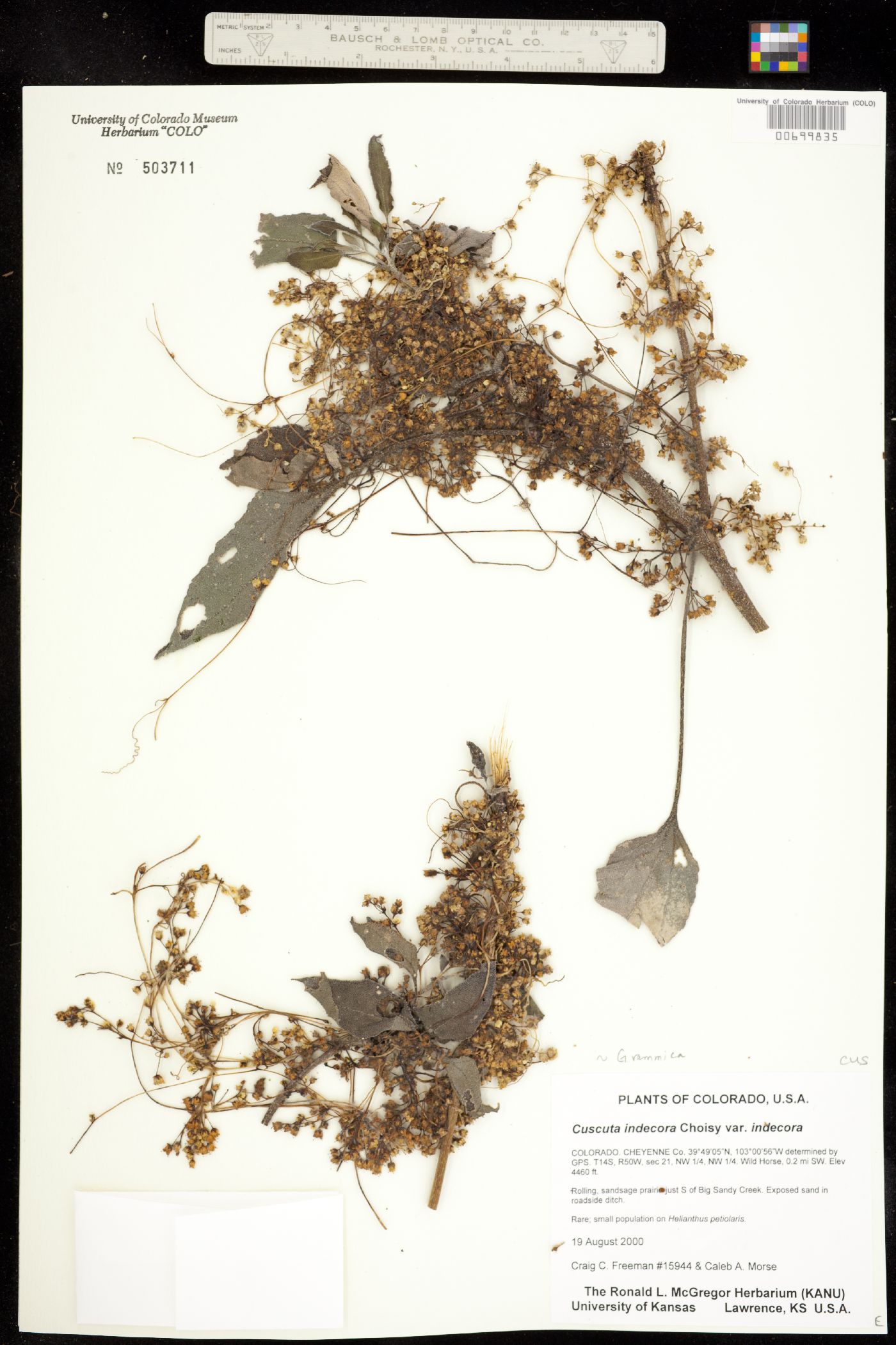 Cuscuta image