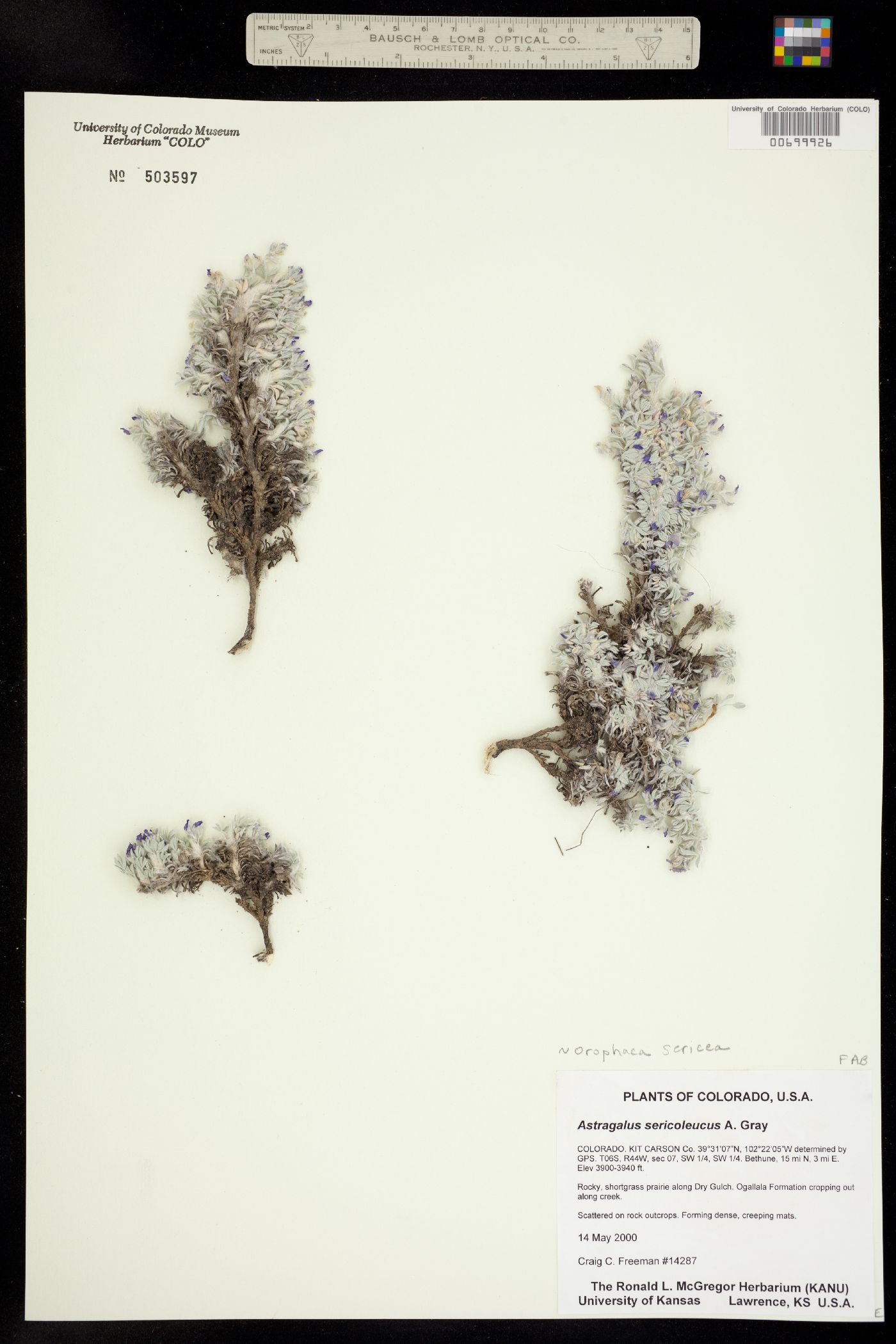 Astragalus sericoleucus image