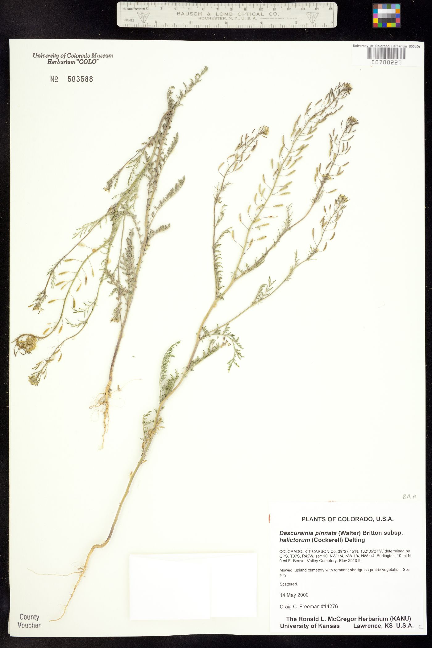 Descurainia pinnata ssp. halictorum image
