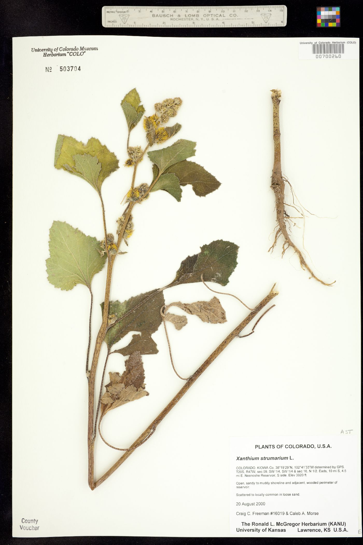 Xanthium strumarium image
