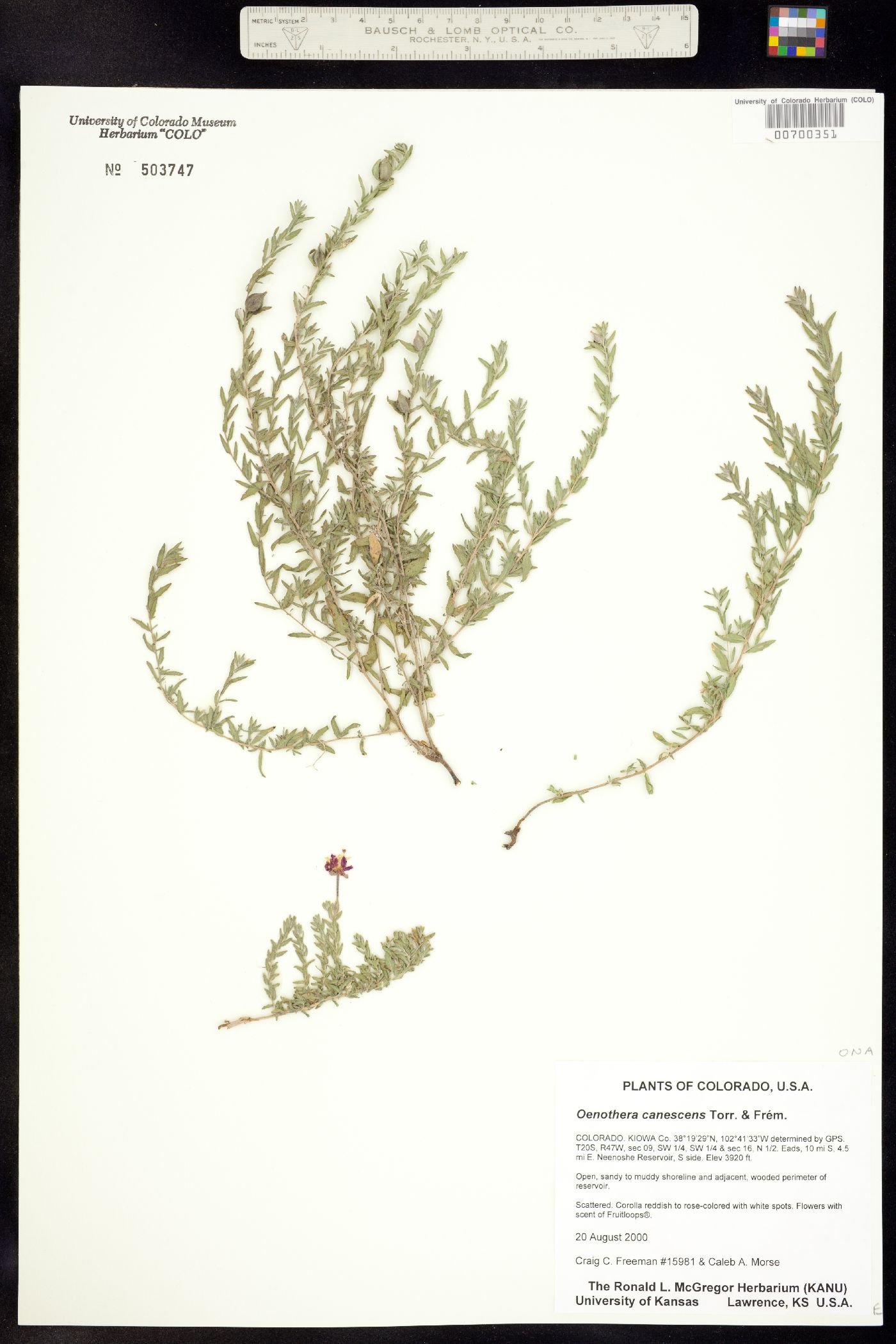 Oenothera canescens image