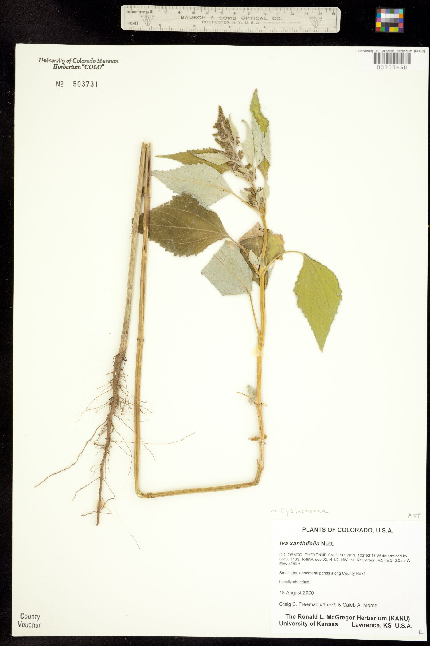 Cyclachaena xanthiifolia image