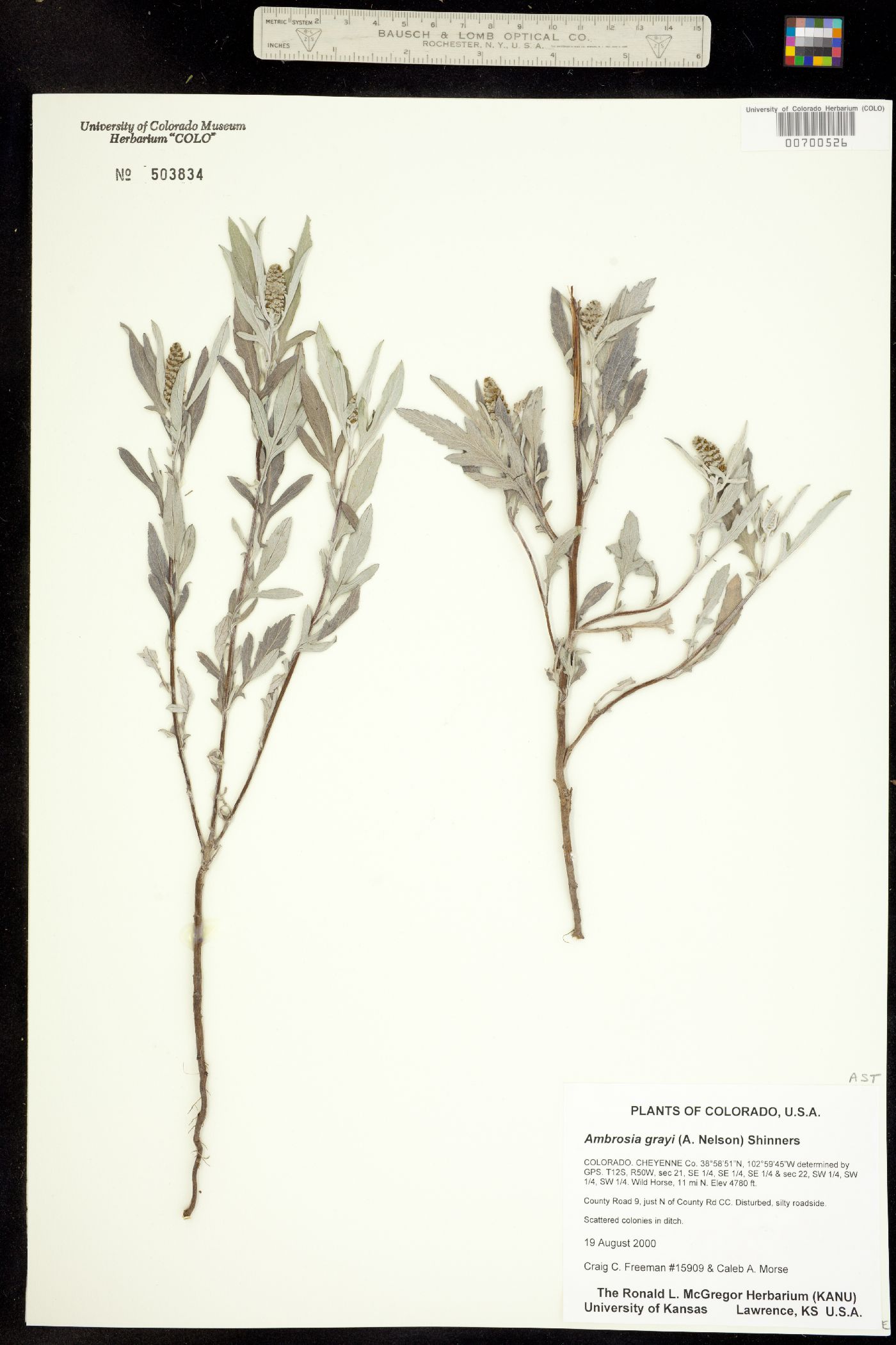 Ambrosia grayi image