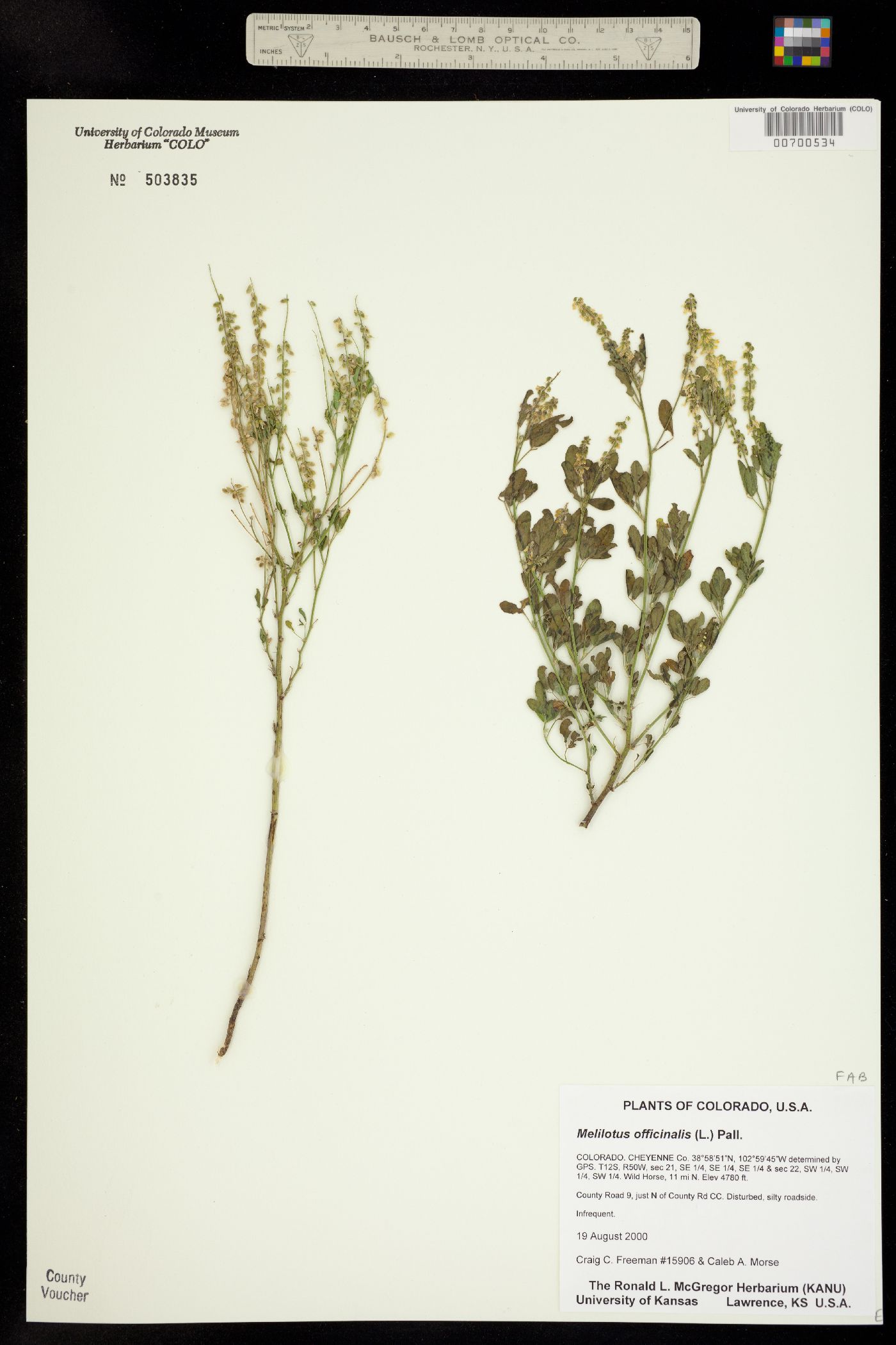 Melilotus officinale image