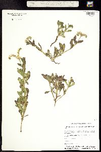 Heliotropium curassavicum ssp. oculatum image