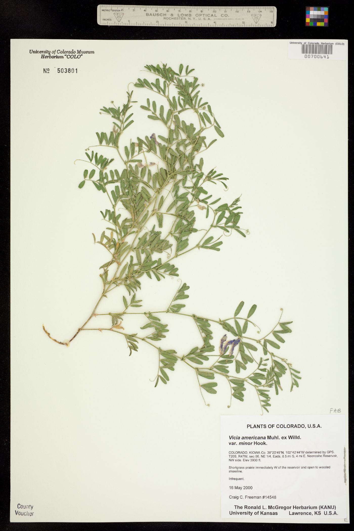 Vicia americana image