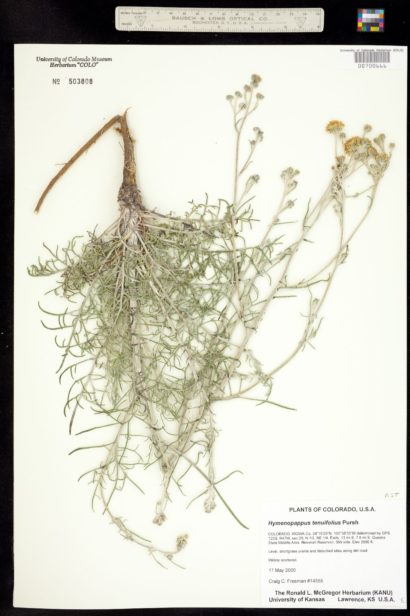 Hymenopappus tenuifolius image