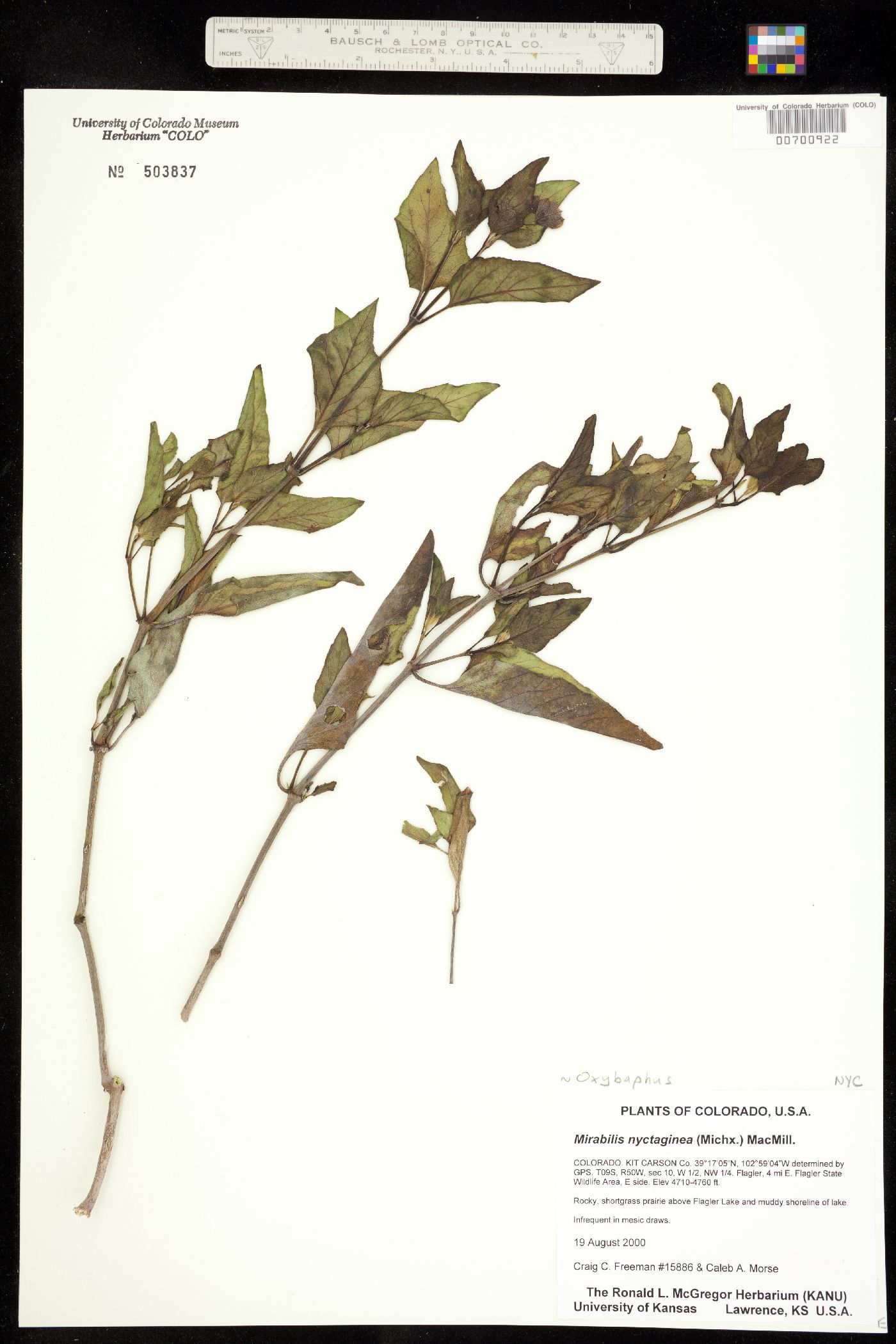 Nyctaginaceae image
