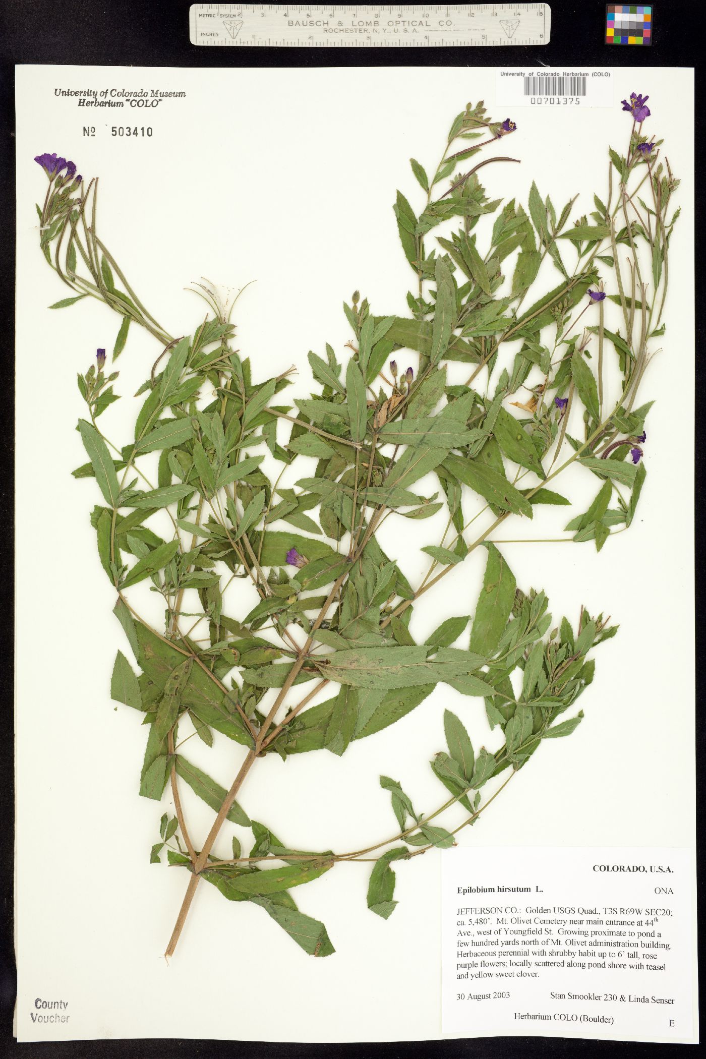 Epilobium hirsutum image