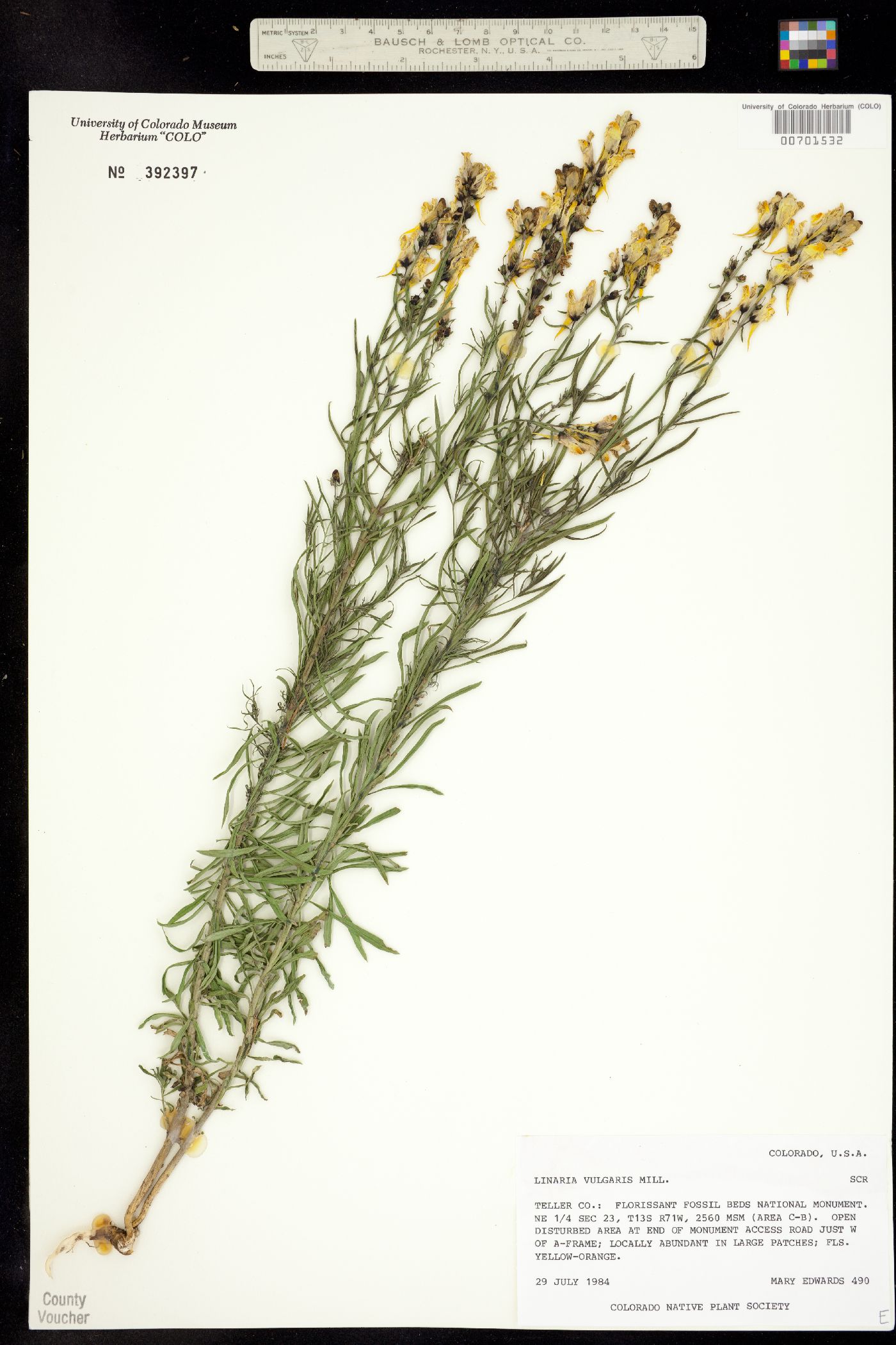 Linaria vulgaris image