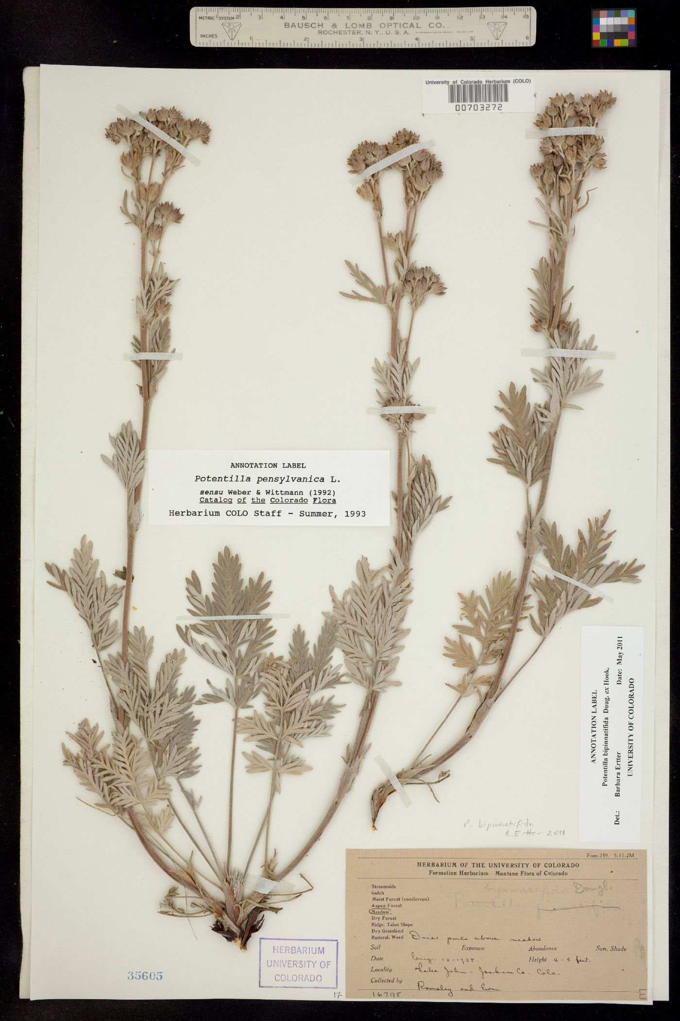 Potentilla bipinnatifida image