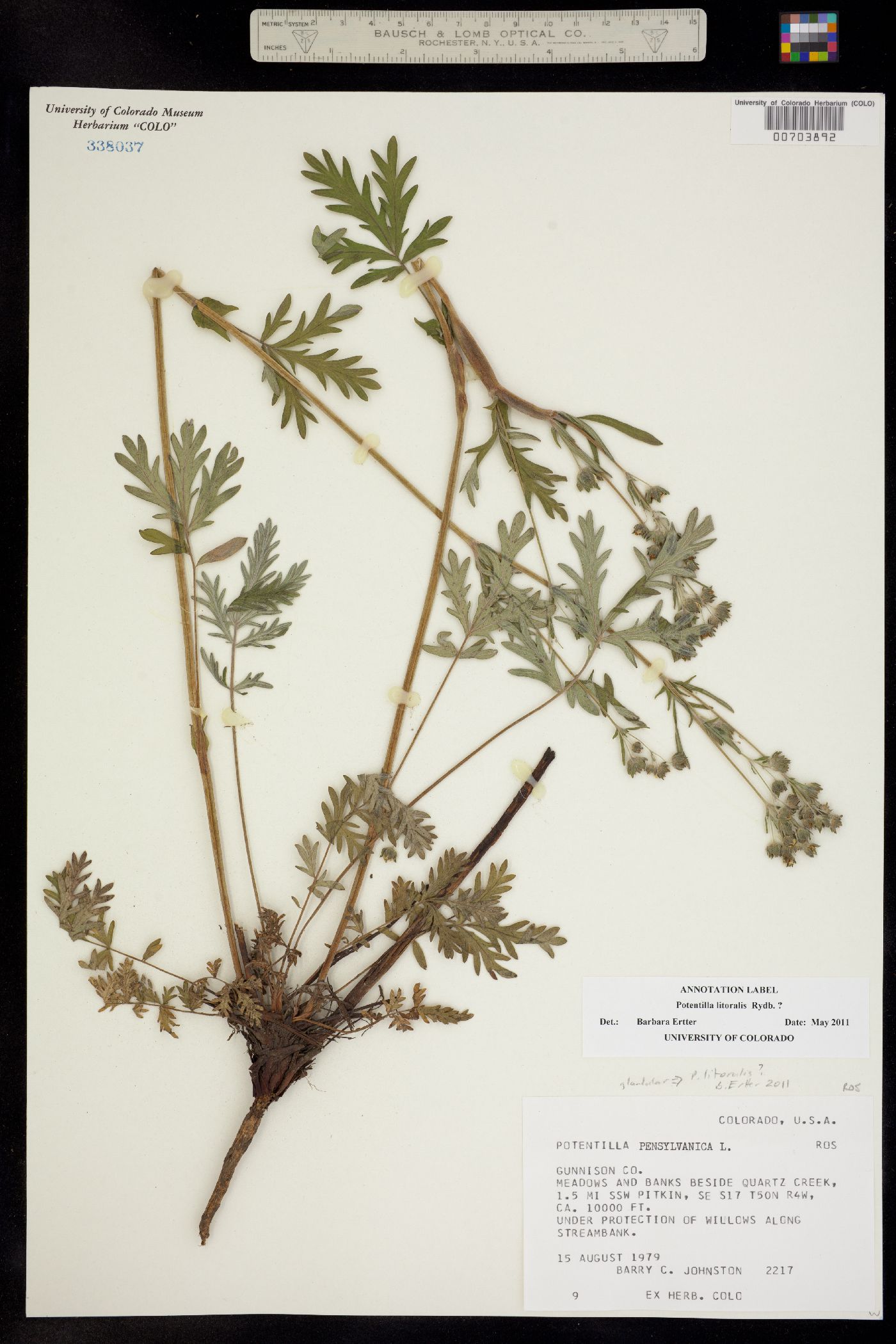 Potentilla litoralis image