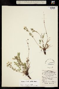 Image of Potentilla plattensis