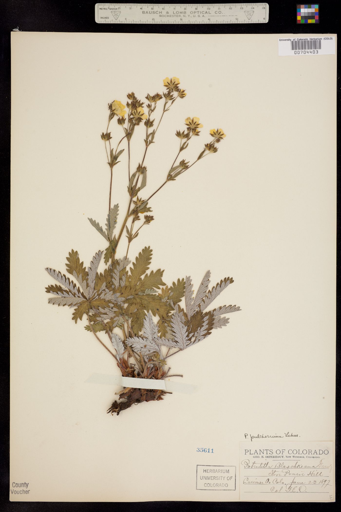 Potentilla pulcherrima image