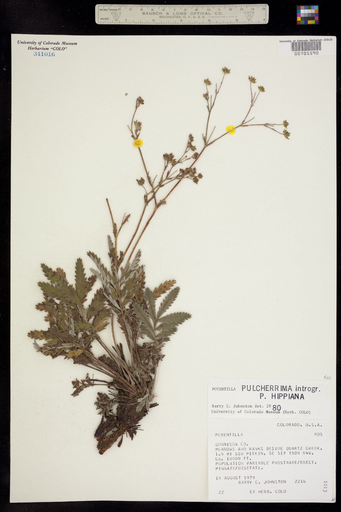 Potentilla pulcherrima x hippiana image