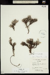 Image of Potentilla uniflora