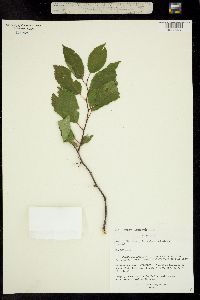 Image of Prunus americana