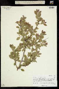 Image of Prunus gracilis