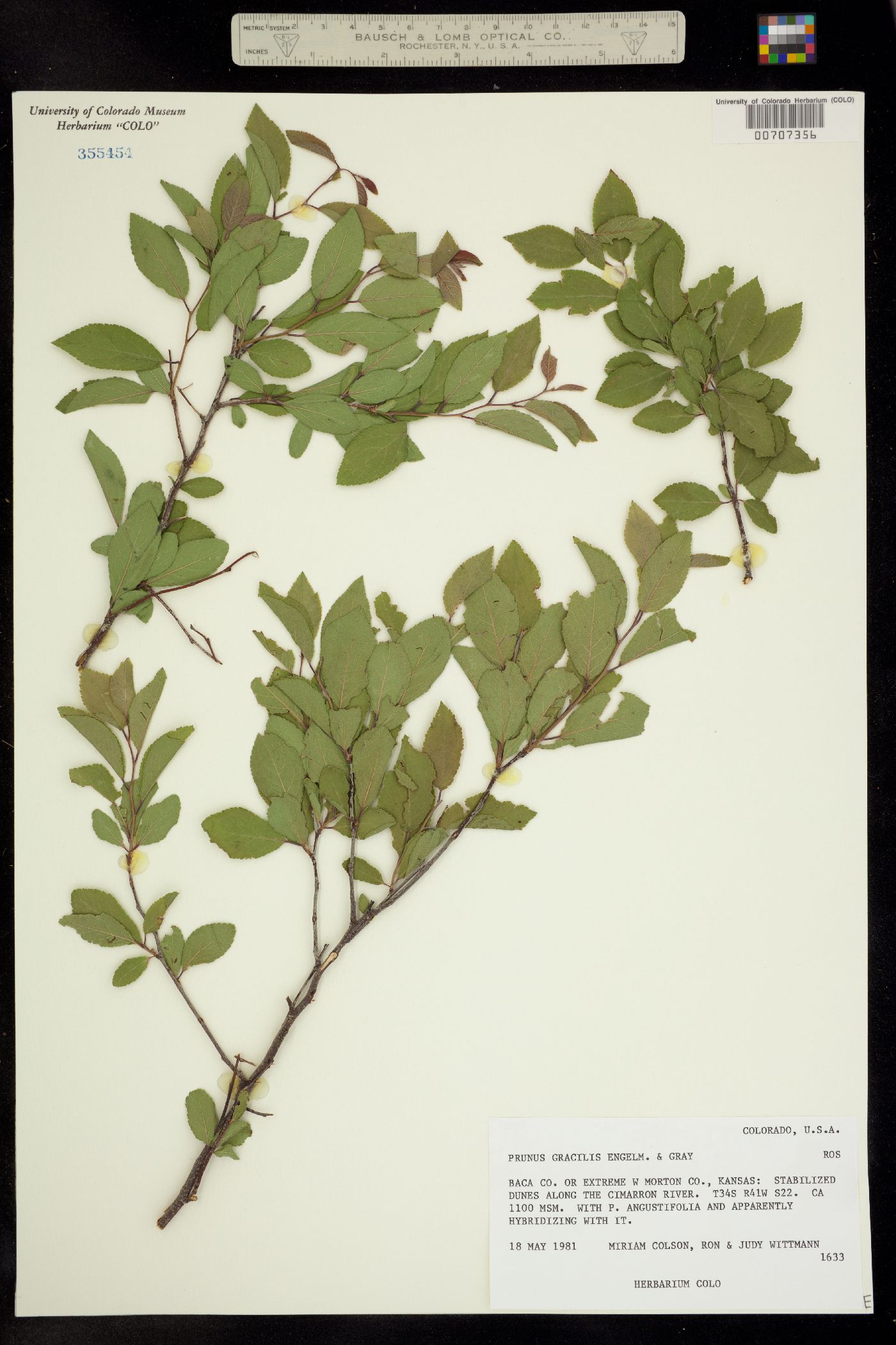 Prunus gracilis image