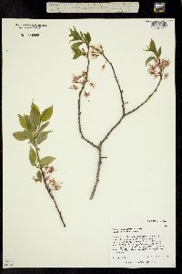 Image of Prunus rivularis