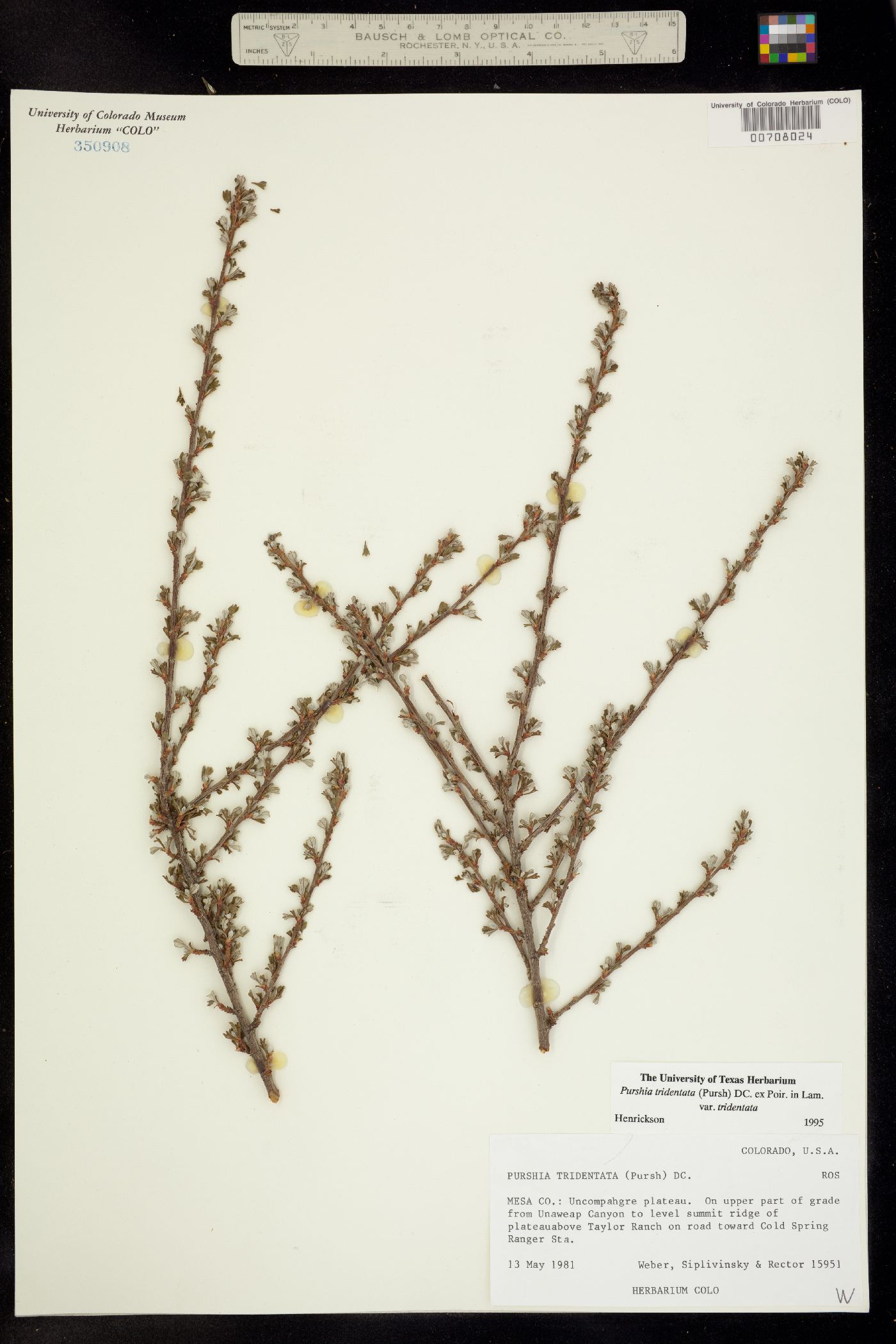 Purshia tridentata image