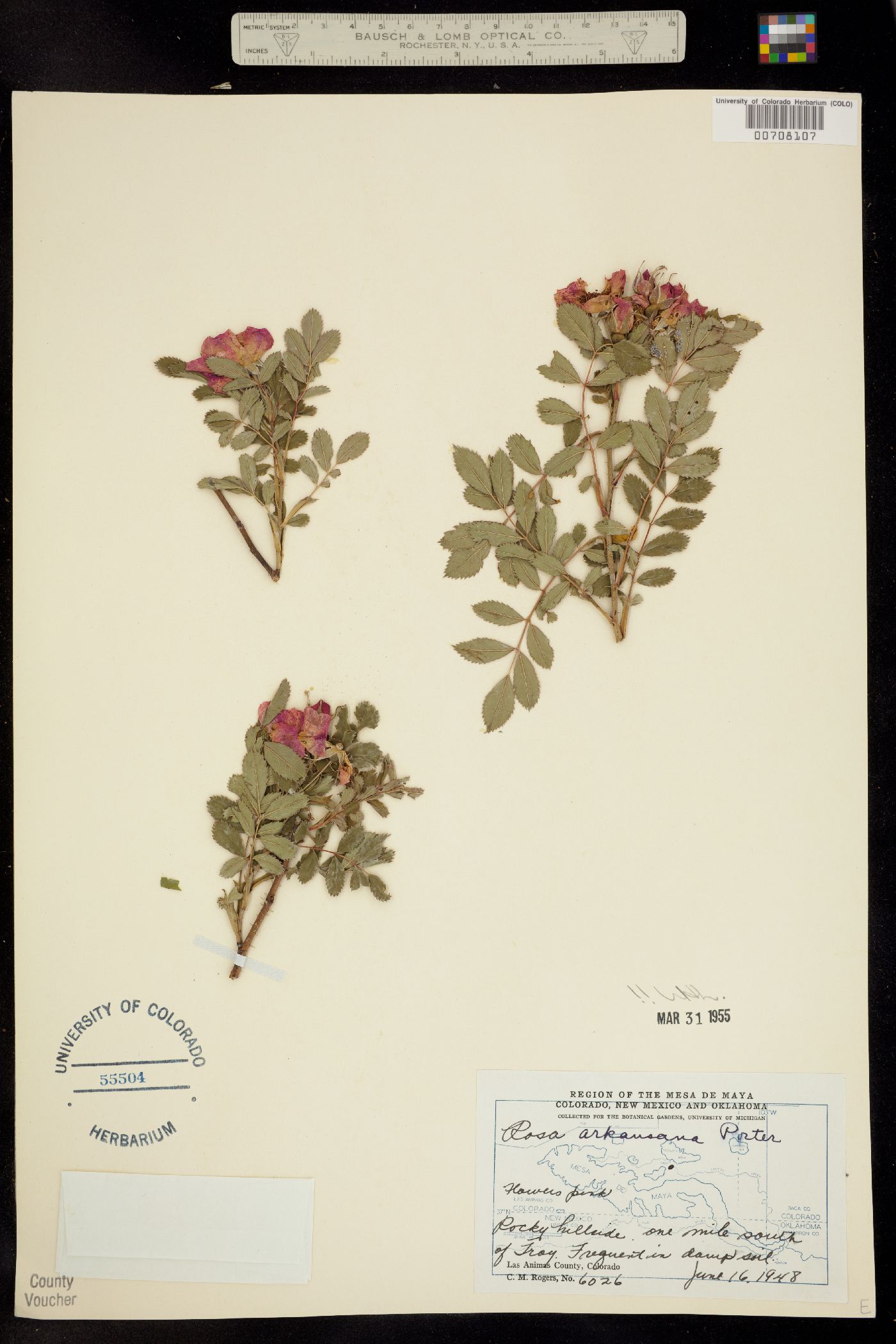 Rosa arkansana image