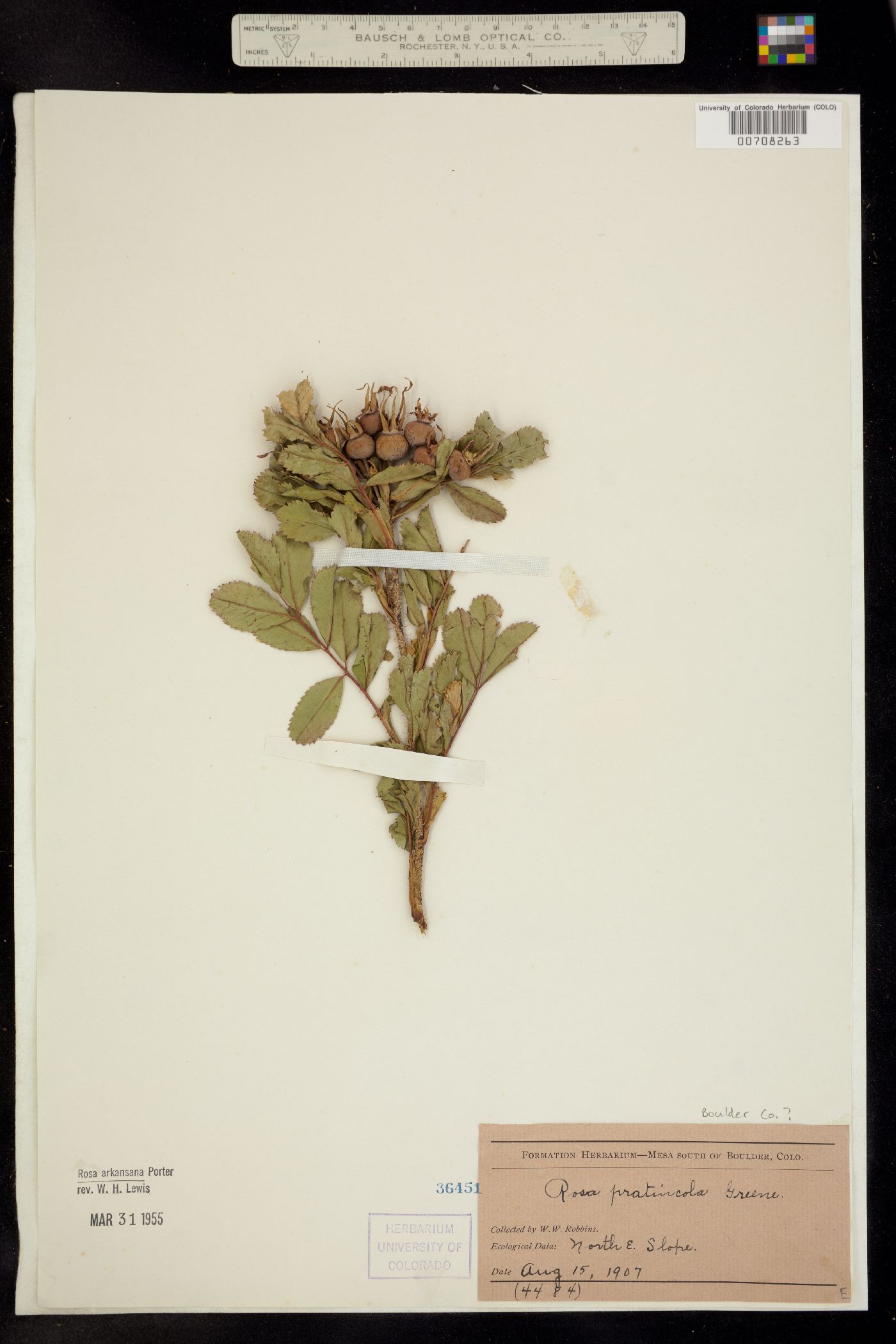 Rosa arkansana image