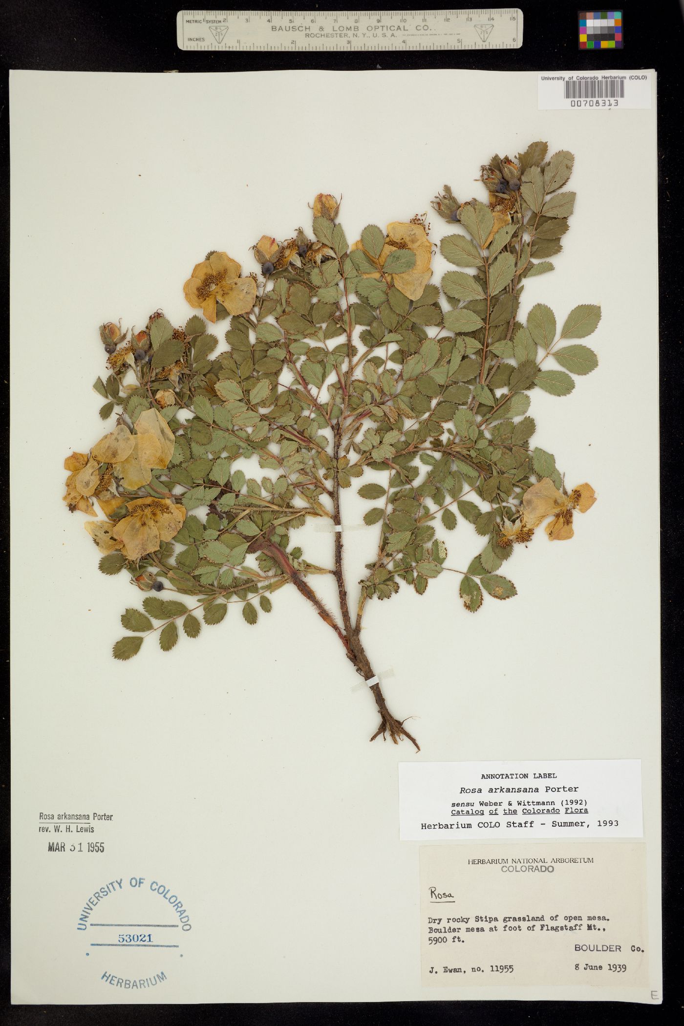 Rosa arkansana image