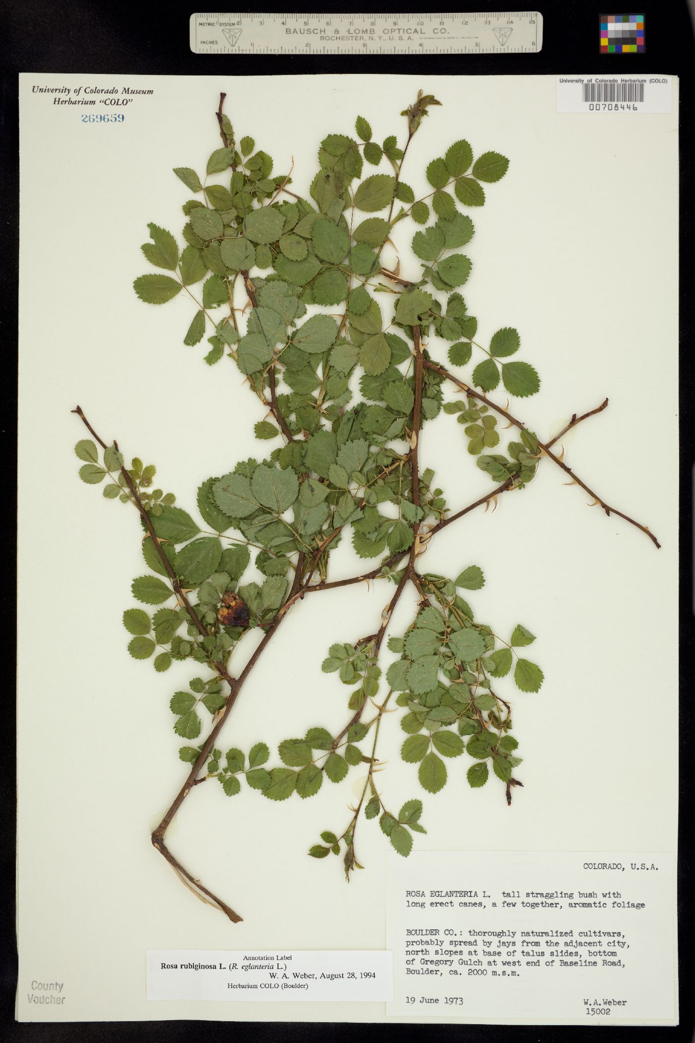 Rosa rubiginosa image