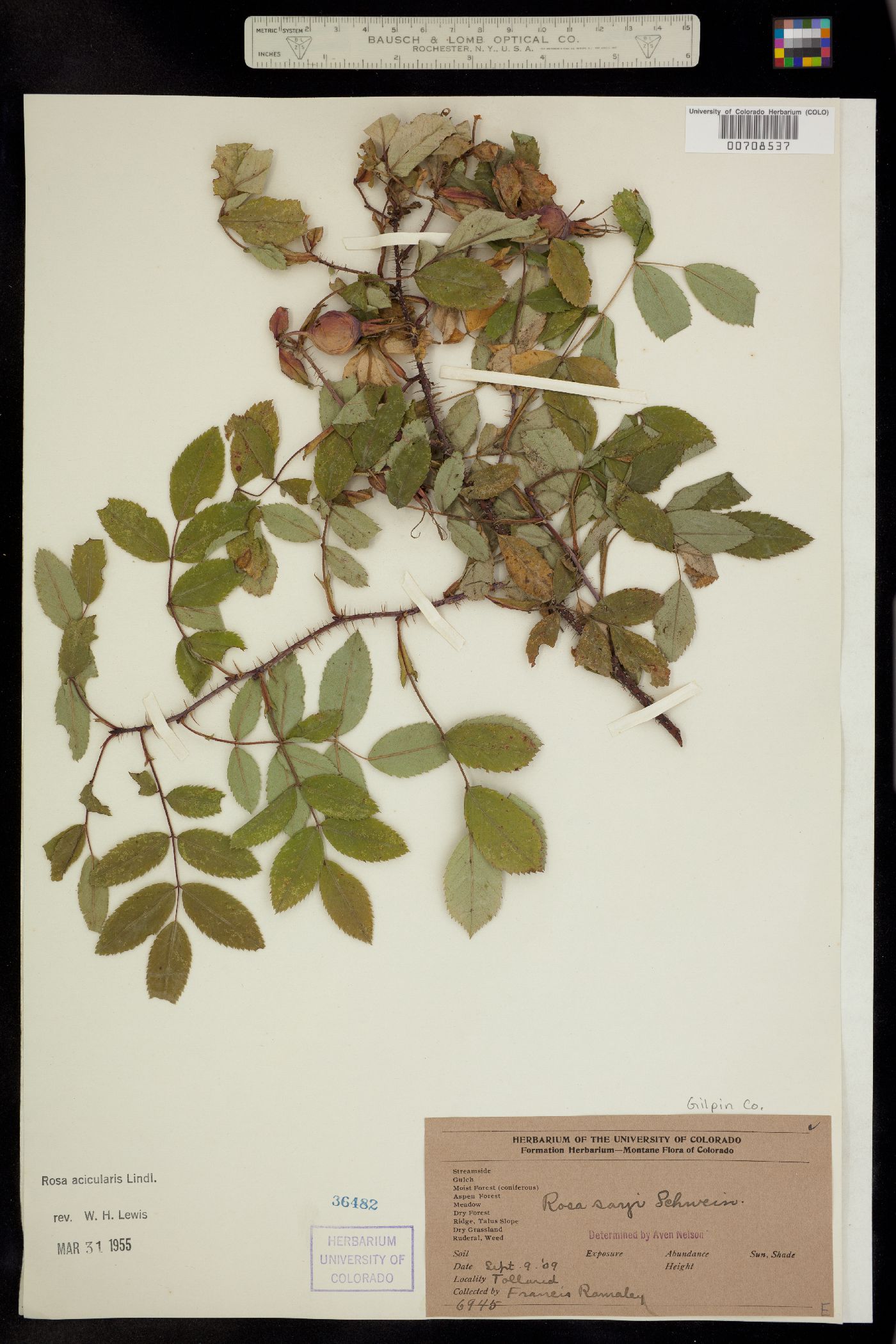 Rosa image
