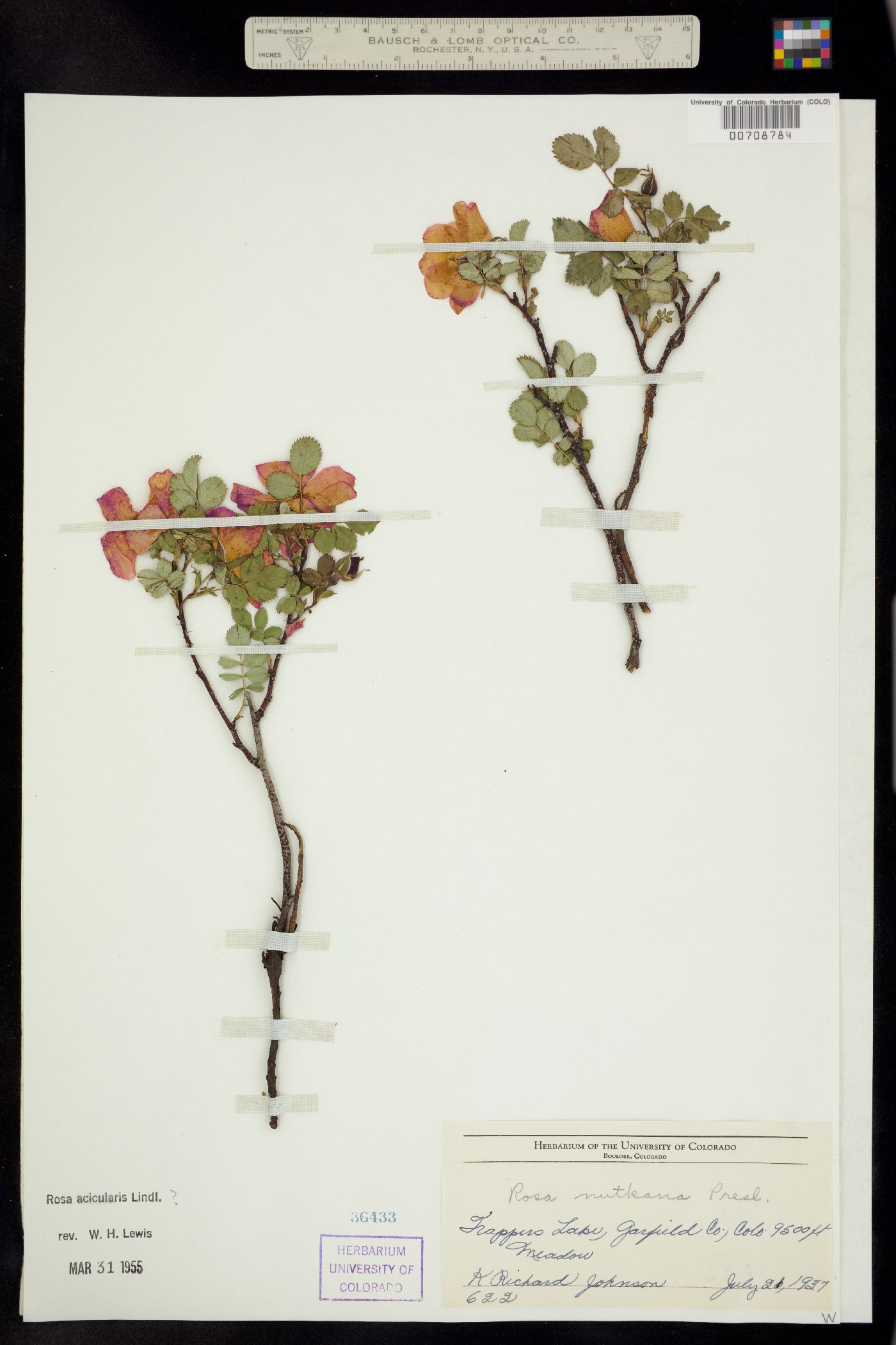 Rosa acicularis ssp. sayi image