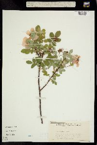 Rosa acicularis ssp. sayi image