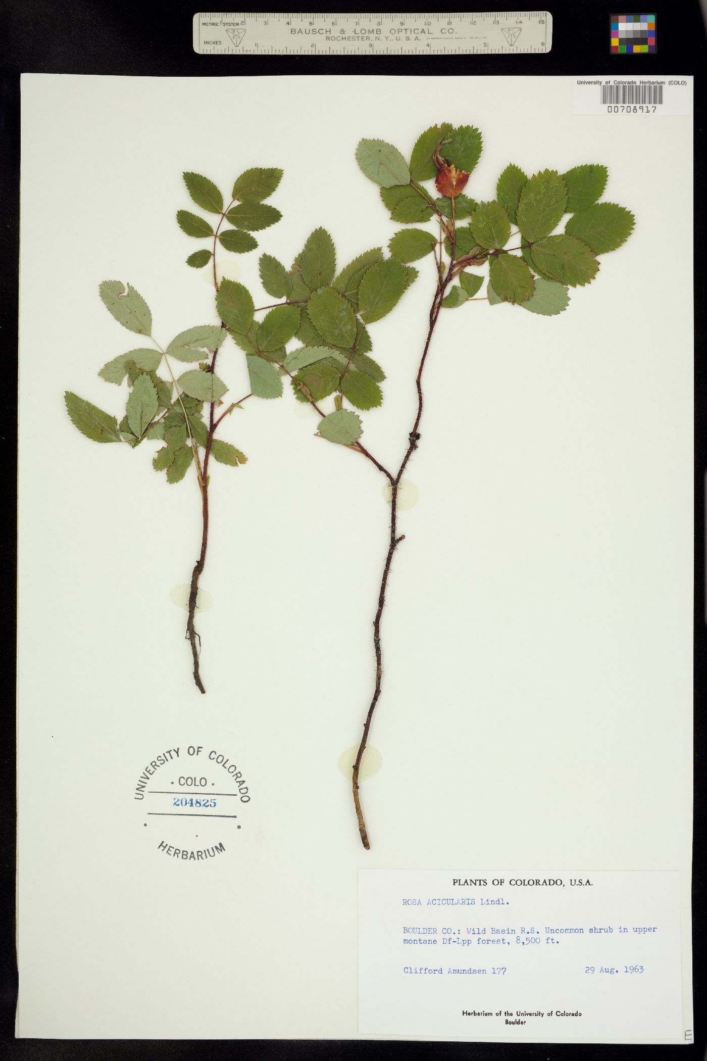 Rosa acicularis ssp. sayi image