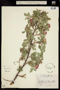 Rosa acicularis ssp. sayi image