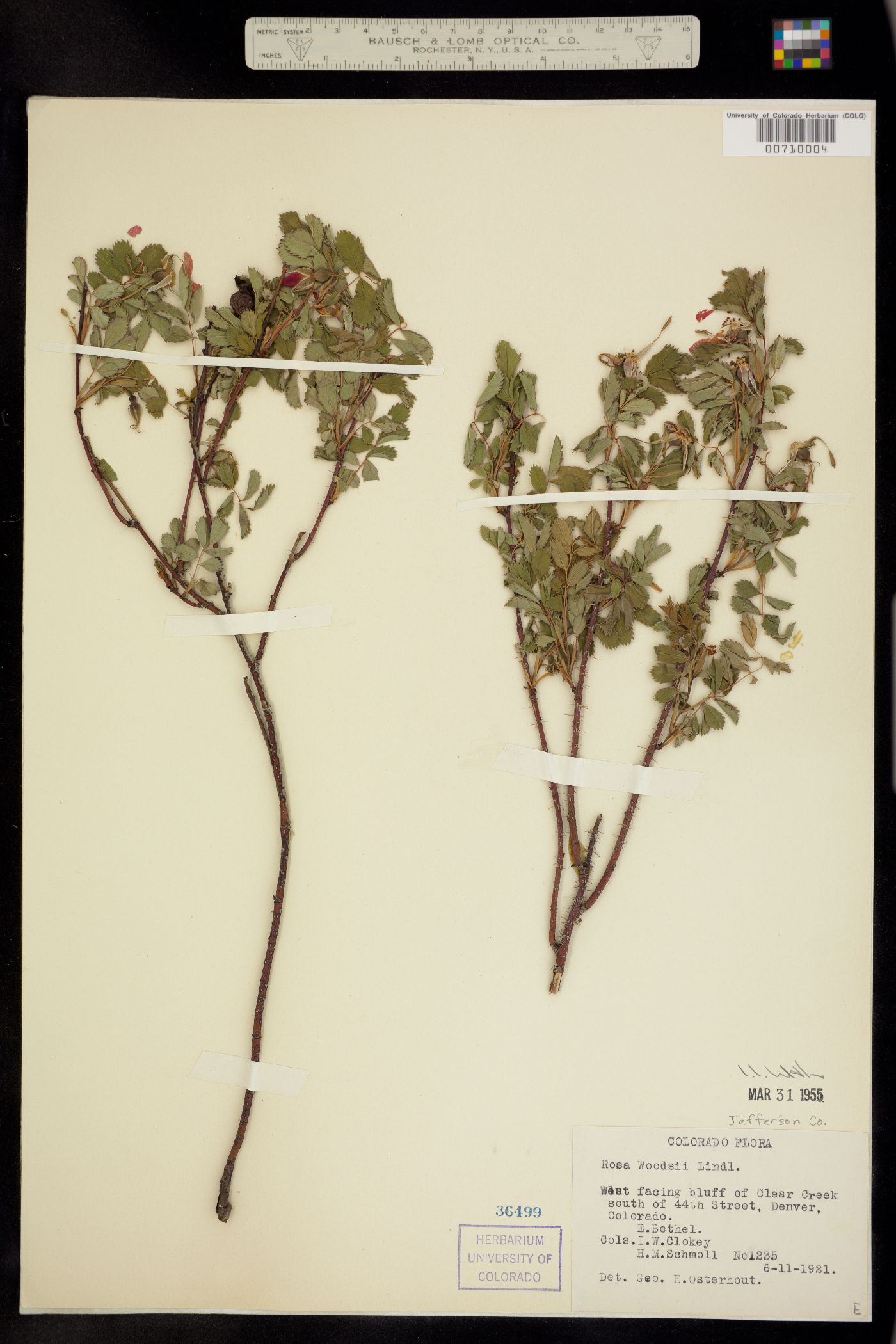 Rosa woodsii image