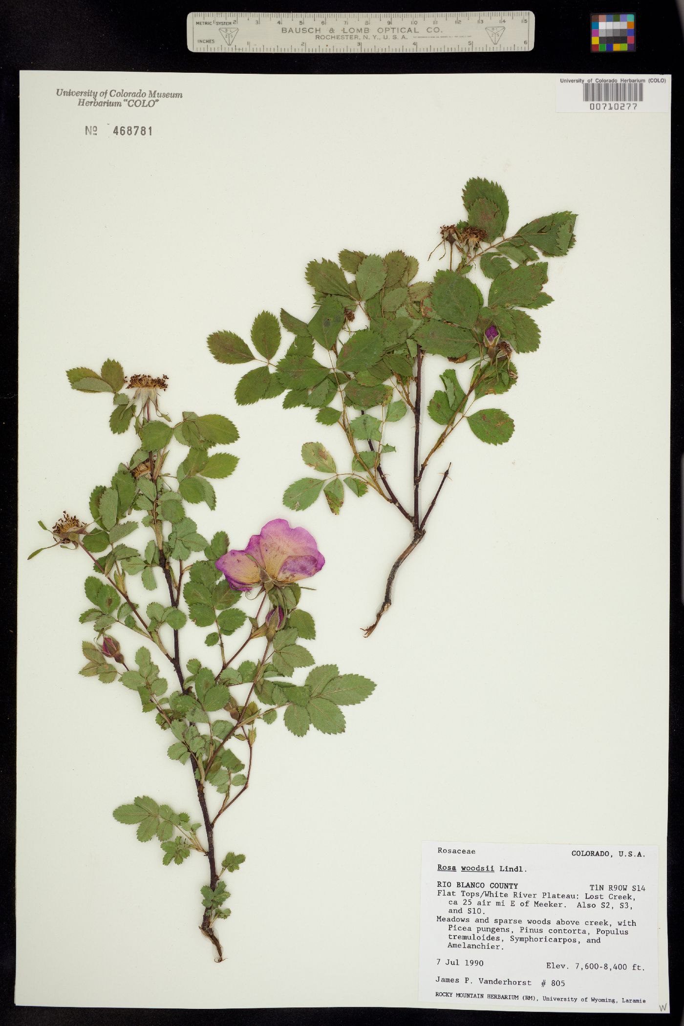 Rosa image
