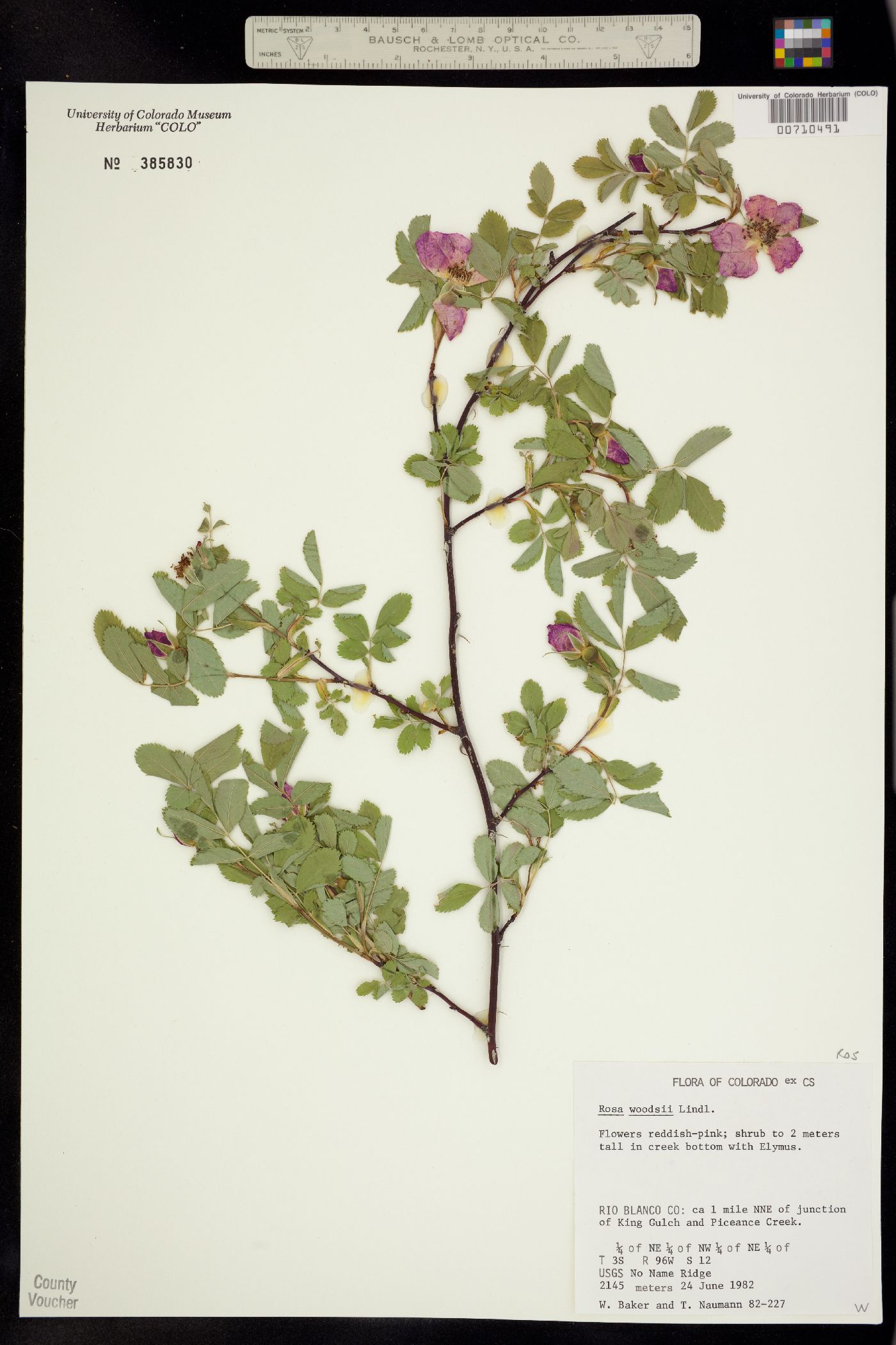 Rosa woodsii image