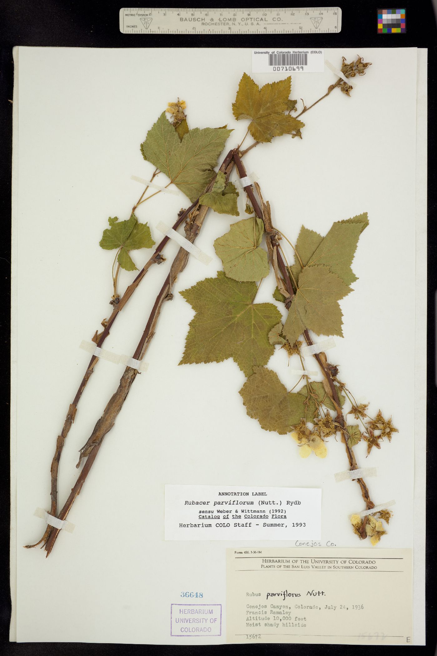 Rubus parviflorus image