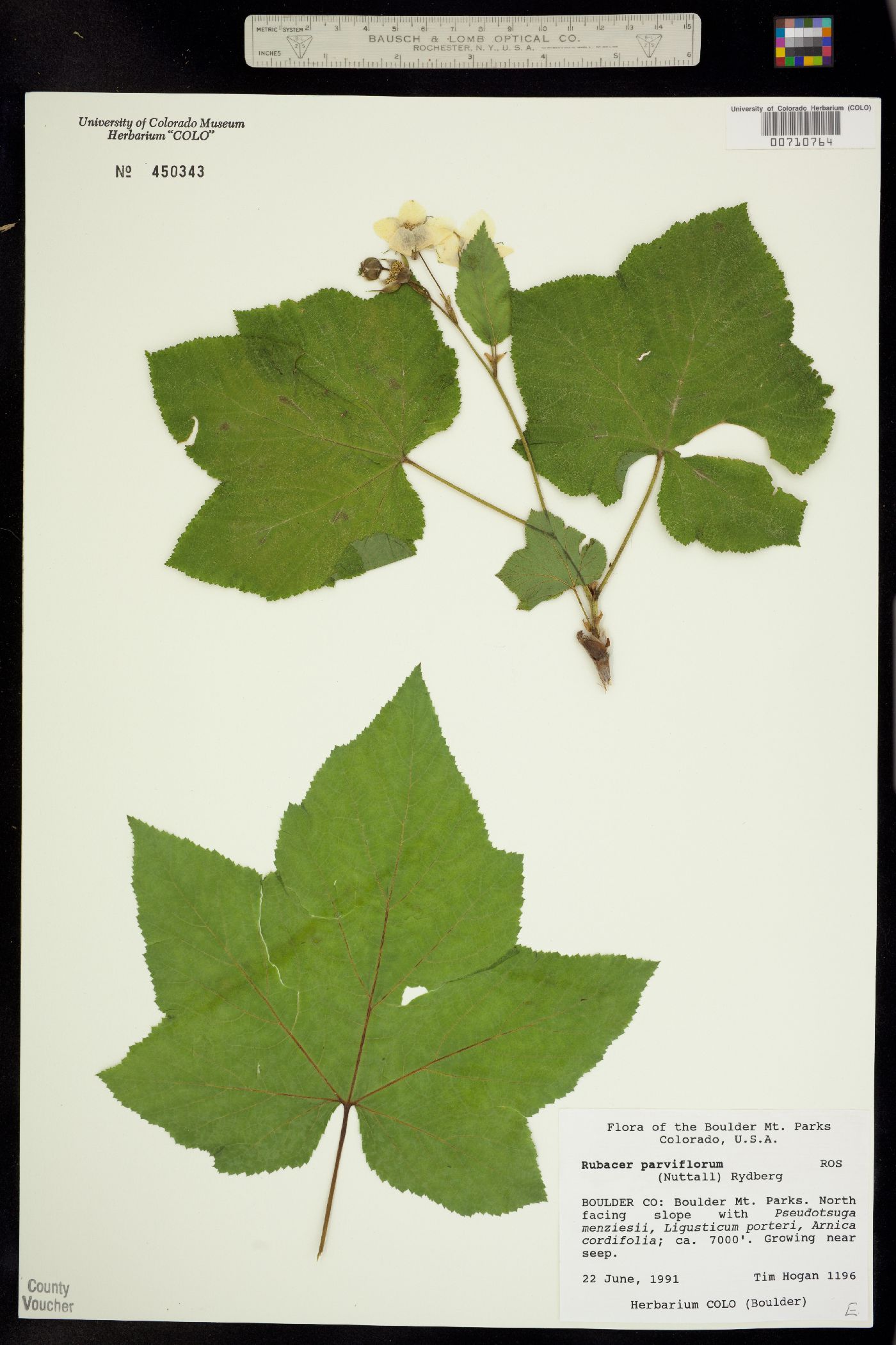 Rubus image
