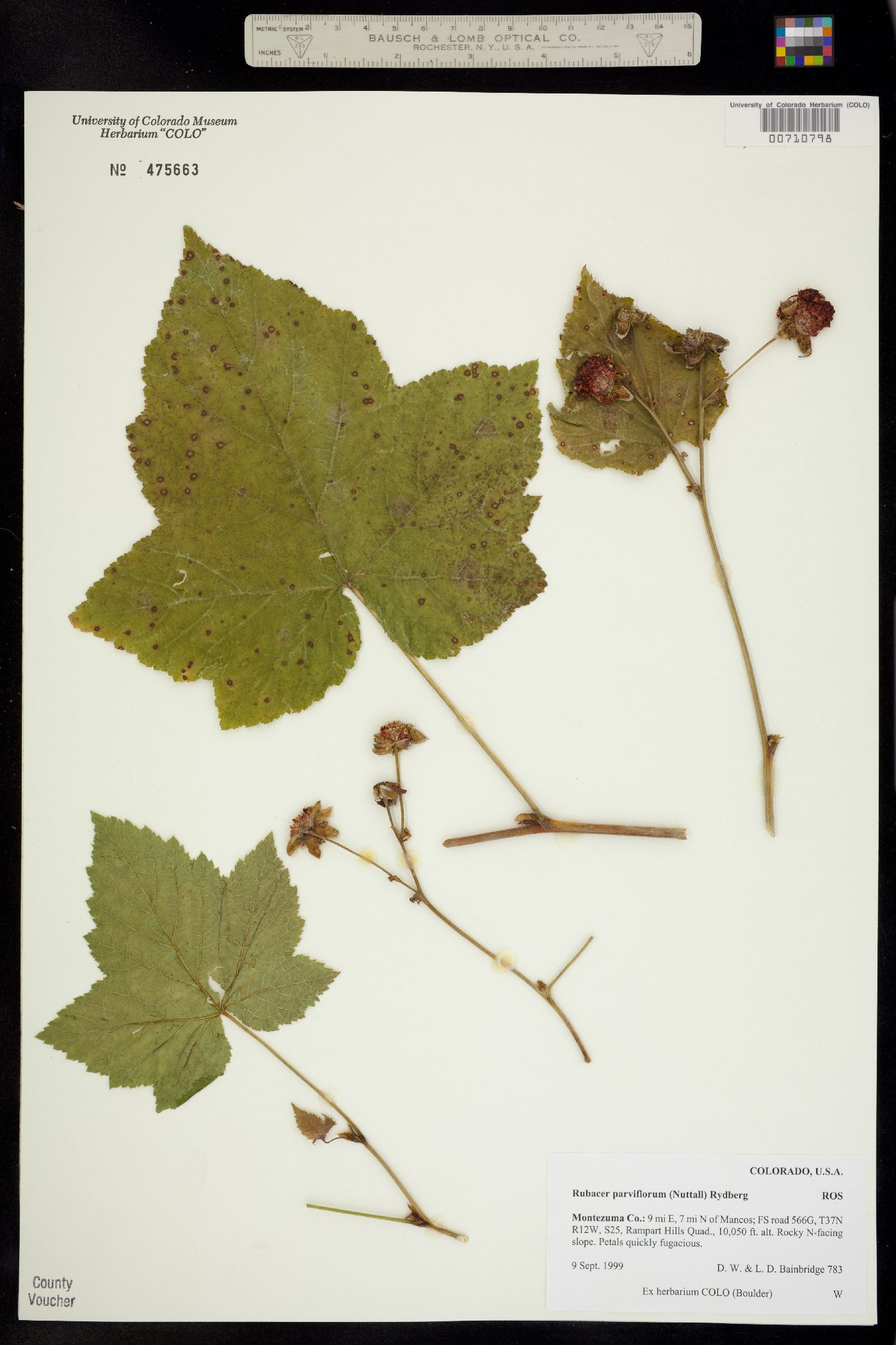 Rubus image