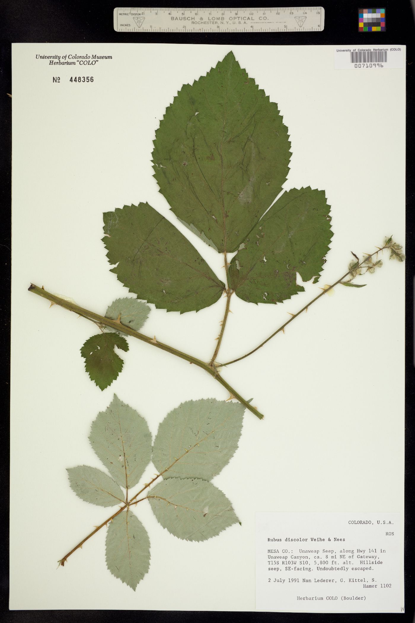 Rubus ulmifolius image